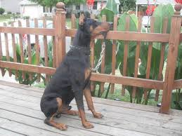 Check spelling or type a new query. Doberman Pinscher Breeders Near You With Puppies For Sale