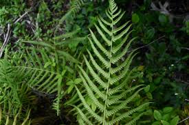 Image result for Plinthus sericeus