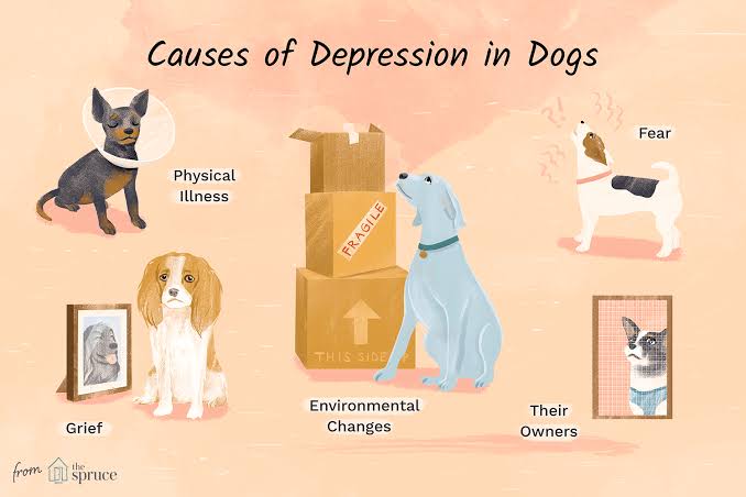 depression-in-dogs