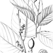 Image result for Icacinaceae