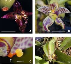 Royers coupon code free delivery. Diversification In Both The Floral Morphology And Chemistry In Two Daciniphilous Orchid Ecotypes In Borneo Springerlink