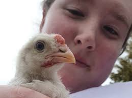 House, two of my two weeks chicks are having boo leg and the leg that's  booed is fatter than the other and they're leaping too. Any help pls.