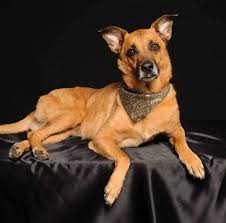 Check spelling or type a new query. Gainesville Pet Finder Home Facebook