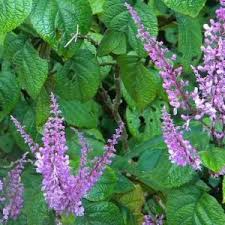 Image result for Dyschoriste thunbergiiflora