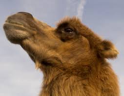 However, the longevity of workers is greatly affected by the availability of food and the quality of food they consume. Bactrian Camel Riverview Park And Zoo