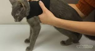 We did not find results for: How To Put On A Cat Harness 12 Steps With Pictures Wikihow