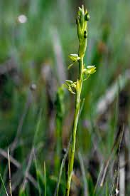 Image result for Centrostigma