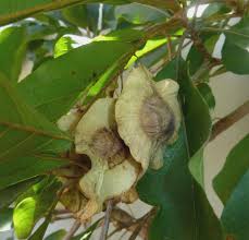 Image result for Terminalia mollis