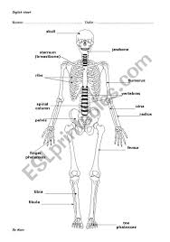 This quiz on human bones is designed to test your knowledge on the location of each individual bone. Our Skeleton Bones Esl Worksheet By Cabotewe