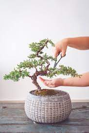 Bonsai Tree Garden Kit 4 Miniature Trees To Grow From Seed Bonsai Tree Bonsai Tree Care Bonsai Tree Types