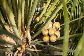 Image result for Cycas thouarsii
