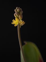 Image result for Eriospermum mackenii