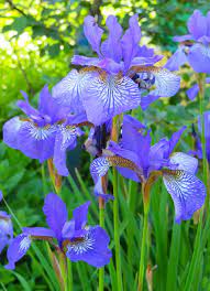 Iris flowers irises flower wallpapers japanese herbs purple background violet hd garden wallpapersafari wallpapercave english abyss wallpaperwallpapersfree. Irises Wallpaper For Walls Online Store Uwalls Com