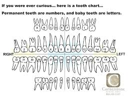 Dental Chart With Teeth Numbers Dental Chart Of Baby Teeth