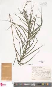 Image result for Pycreus unioloides