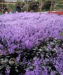 One of the more recent attractions in the highlands, the garden features a beautiful lavender field with an assortment of other continental flowers on display. 100 Places To Visit Ideas Places To Visit Places Visiting