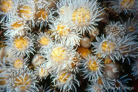 Image result for Actinoschoenus