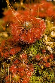 Image result for Drosera pilosa