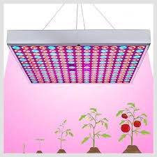 Better yet, they only use half the electricity of fluorescent bulbs, last years longer, won't. Best Grow Lights For Vegetables