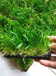 Meskipun berada dalam air, bukan berarti perawatannya bisa sembarangan. Jual Lempeng Liliopsis Tanaman Air Aquascape Di Lapak Ondofish Bukalapak