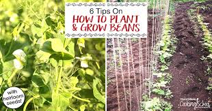 Using some support strings anchored off to stakes can offer extra. How To Grow Green Beans 6 Tips