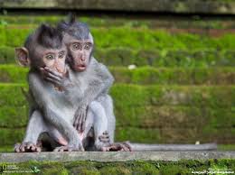 screen shot 2012 11 25 at 3 48 monkeys funny funny pictures cute animals