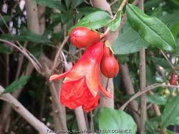 Image result for Punica granatum