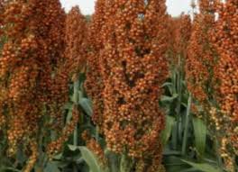 Image result for Sorghum