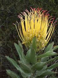 Maybe you would like to learn more about one of these? Protea South Africa S National Flower Rare Flowers South African Flowers Unusual Flowers
