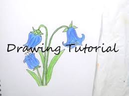 These utterly pleasant blooms are native to northern temperate regions, tropical mountains, and mediterranean parts of the world. How To Draw A Bluebell Flower Easy Steps Flower Drawing Youtube