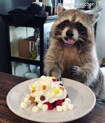 Thanks to funnyfuse for video clips and to katrina. 9gag Raccoon Celebrates 2yo Birthday With Cake Facebook