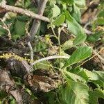 Image result for Allophylus rubifolius