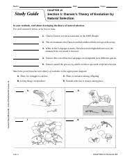 Identify the major concepts of natural selection. Study Guide Evolution English Editable Name Date Class Chapter 15 Study Guide Section 1 Darwin U2019s Theory Of Evolution By Natural Selection In Course Hero