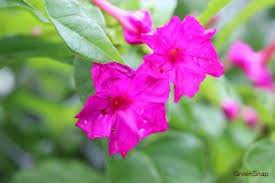 オシロイバナの花言葉と育て方 種まきの方法や時期は 毒はある Horti ホルティ By Greensnap