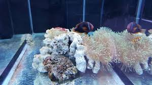 Amazing ikan hiasan place in port dickson. Pusat Ikan Hiasan Port Dickson 2021 All You Need To Know Before You Go With Photos Port Dickson Malaysia Tripadvisor