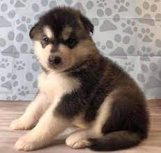 Check spelling or type a new query. Lone Star Alaskan Malamutes Home Facebook