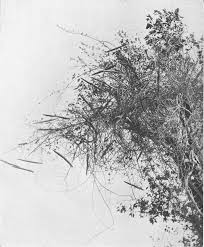 Image result for Strophanthus gardeniiflorus