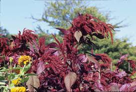 What kind of leaves does amaranthus tricolor have? Amazing Amaranthus Home Garden Smithmountainlake Com