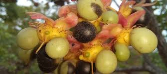 Image result for Ochna schweinfurthiana