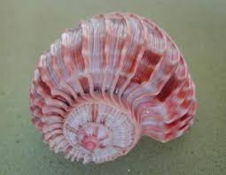 Looks Like A Seahorse Should Be Attached To The Top Of This Shell Conchiglie Di Mare Conchiglie Marine Conchiglie
