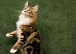 This is the stuff of legend. Maine Coon Kittens For Sale Maine Coon Nz Maine Coon Breeders South Auckland