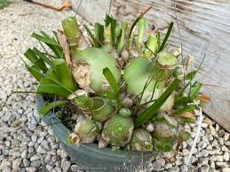 Image result for Albuca