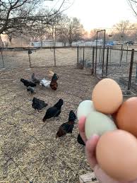 Looking to buy fertile eggs for hatching today or tomorrow| orderexoticpoultry.com 