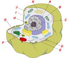 One can observe the golgi apparatus in the labeled animal cell parts diagram. Quia Msl Cells Review