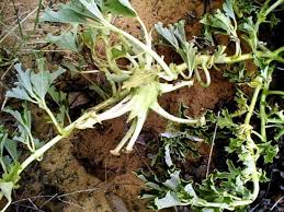 Image result for Harpagophytum procumbens