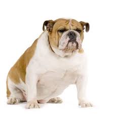 Bulldogs are usually not bothered by cherry eye. What Is Cherry Eye In Dogs Is There A Quick Fix