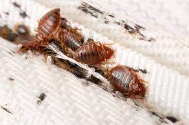 Image result for bed bugs droppings