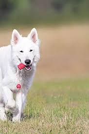 Check spelling or type a new query. About Us Global Pet Relocation