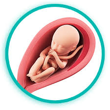 Ventiquattresima Settimana Di Gravidanza Pampers It