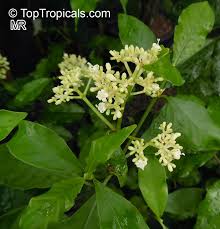 Image result for Psychotria hypsophila
